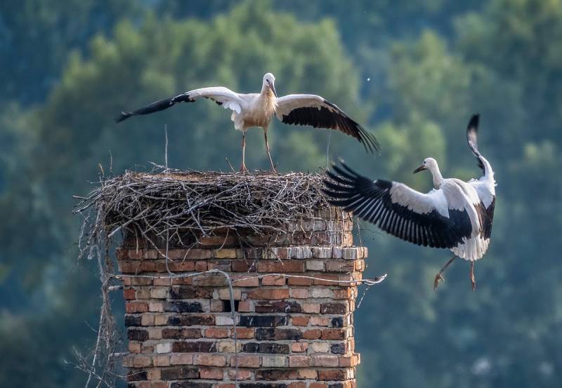 Expert Chimney Animal Removal in Royal Oak, MI Professional Chimney Animal Removal Services in Royal Oak, Michigan