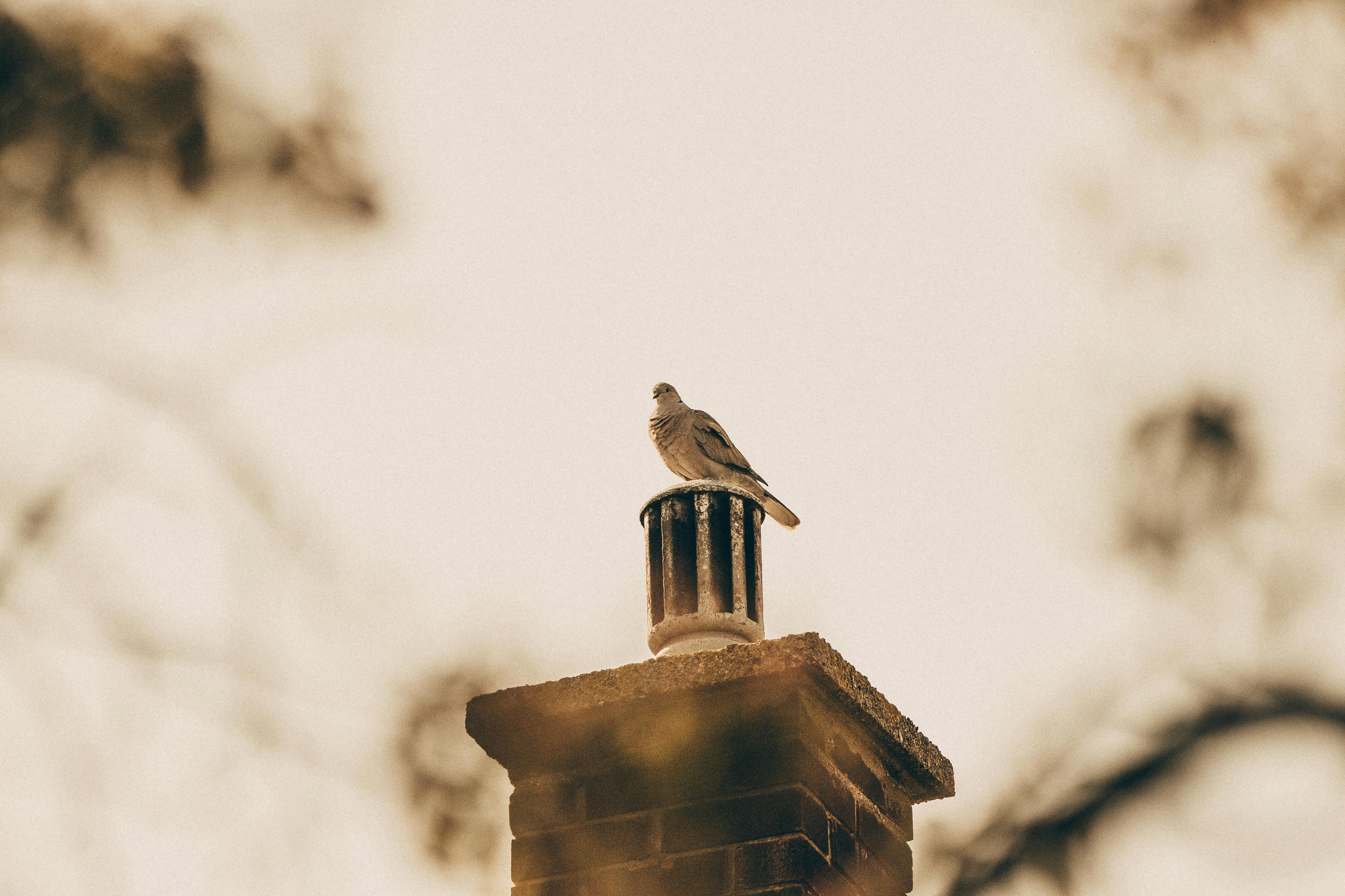 Quality Chimney Caps and Dampers Installation in Royal Oak, MI Professional Chimney Cap and Damper In Royal Oak Michigan